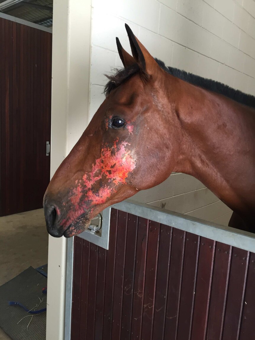 A horse that was burnt in the fire that tore through the WA town of Yarloop.