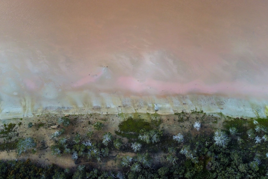An aerial shot of a pink lake, a salty beach and green bushland.