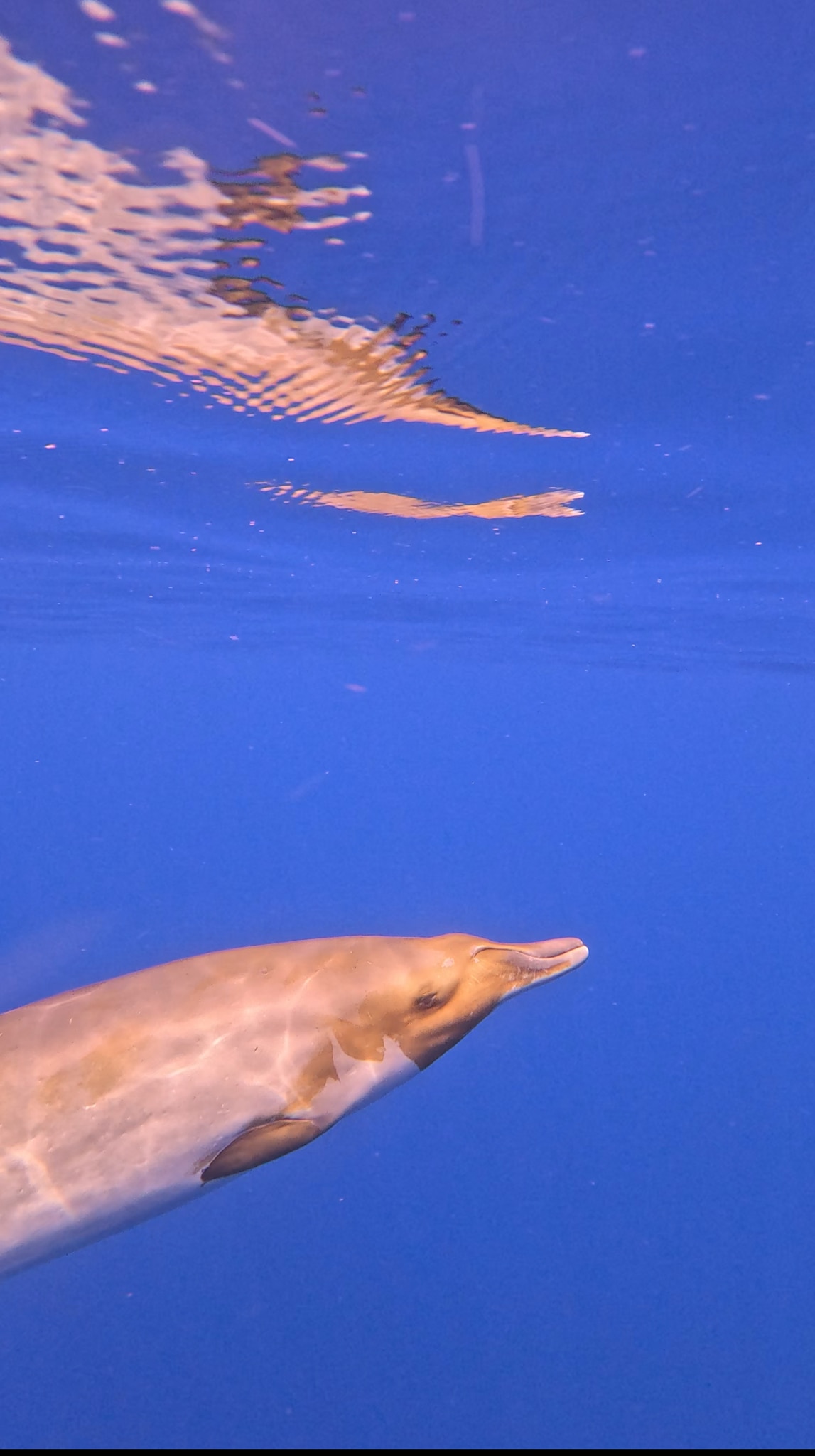 A red and whitish skin whale with a dolphin-like beak reflected in the surface above its head of the blue ocean.