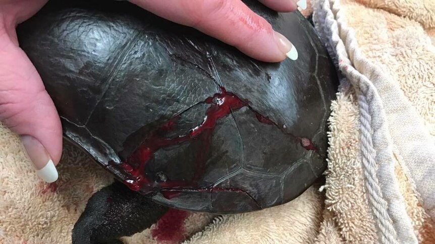 A woman holds a bleeding turtle with a cracked shell.
