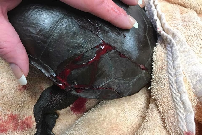 A woman holds a bleeding turtle with a cracked shell.