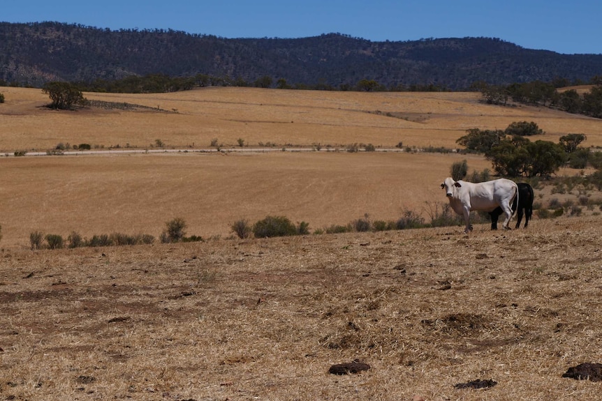 Dried out hills stretch into the distance as Daisy looks directly at the camera.