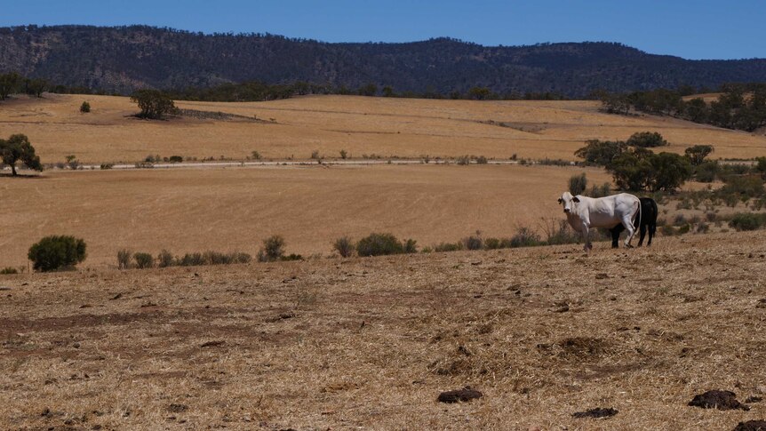 Dried out hills stretch into the distance as Daisy looks directly at the camera.