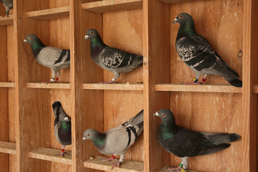 Pigeon racers forced to change course due to pandemic border closures