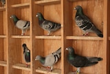 Mid-West Cup racing pigeons sit on perches in their coup.
