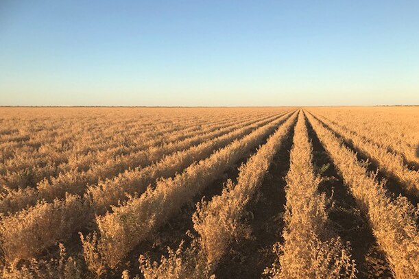 chickpea crop in rows