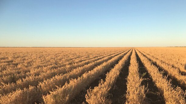 chickpea crop in rows