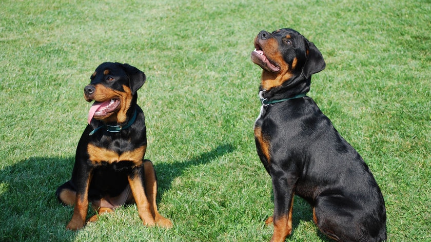 A 25-year-old man has been arrested and charged with animal cruelty after police seized three abused dogs from his Nicholls home this morning.