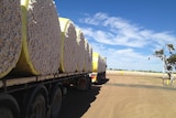 Bales of cotton seed on the back of a truck at a cotton gin.