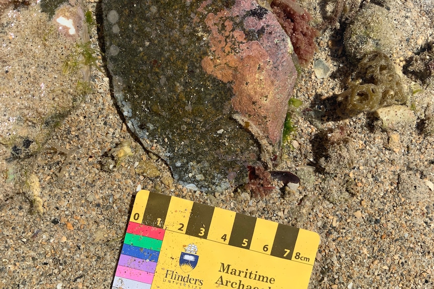 A stone tool with a measurement card next to it showing it is approximately 8cm at its widest