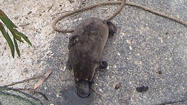 A dead platypus lays on a rock near the yabby pot it died in.
