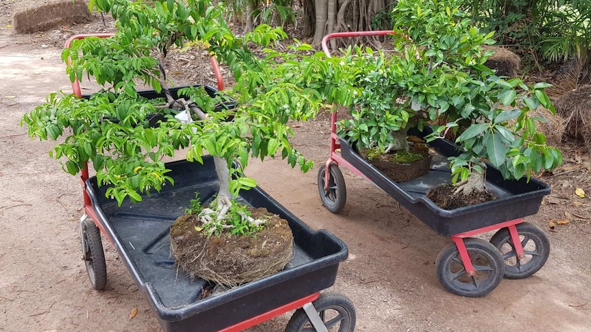 Two bonsai trees on two small wagons