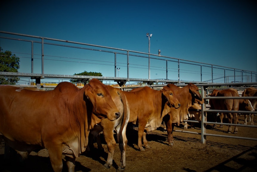 Brown cattle in a yard pen with blue sky above