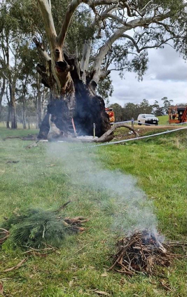 A tree that's been set on fire, still smouldering.