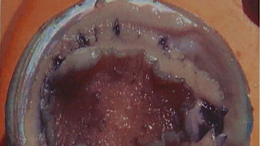 Diseased abalone