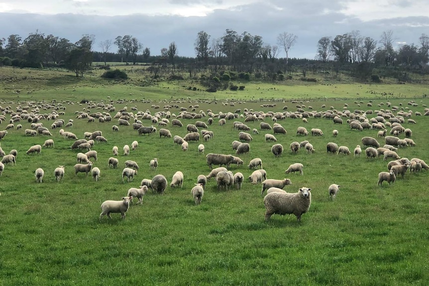 Lambs at the Peddie's property in Hagley, northern Tasmania, in February 2019.