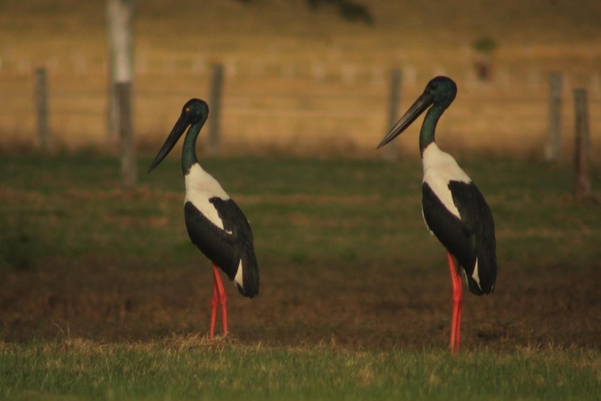 Two black-necked storks