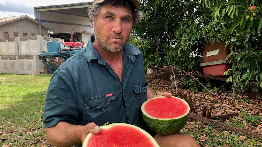 A farmer kneels with two halves of a watermelon demonstrating the quality of his fruit, but is  disappointed by low prices.