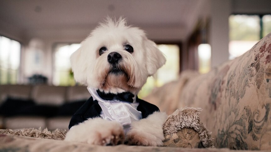 Close up of highland terrier wearing a tuxedo.