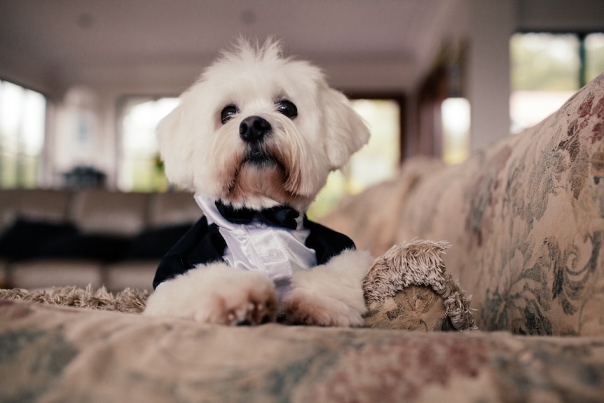 Close up of highland terrier wearing a tuxedo.