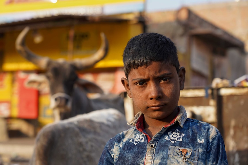 A little Indian boy looking serious with cows behind him