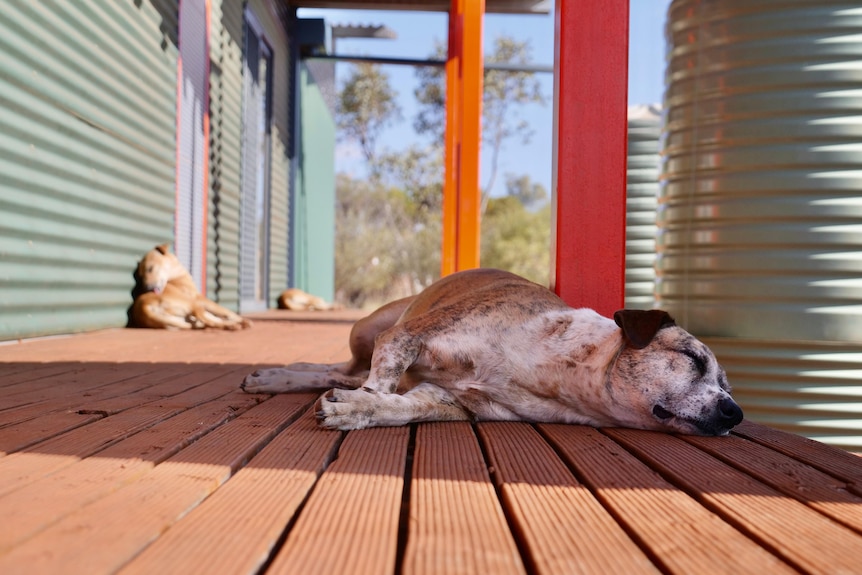three dogs laying in the sun on the verandah