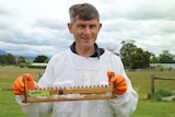 a man in a beekeeping suit holds a row of small cells containing baby bee larva