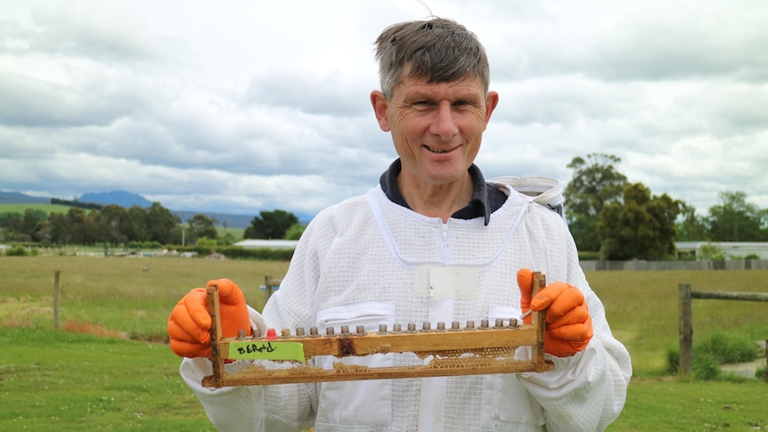 a man in a beekeeping suit holds a row of small cells containing baby bee larva