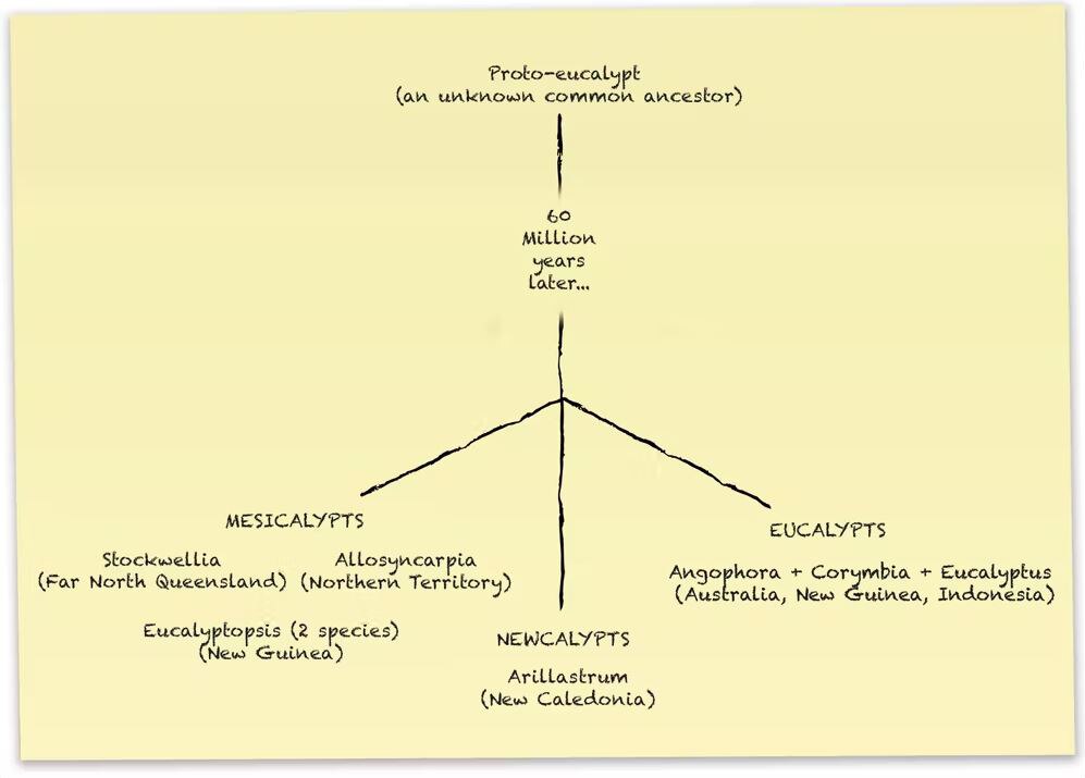 Diagram showing seven eucalyptus genera