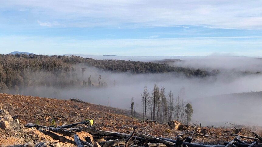 Burnt down forest