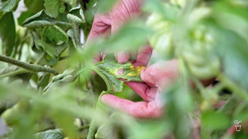 Hands holding the leaf of a diseased tomato plant.