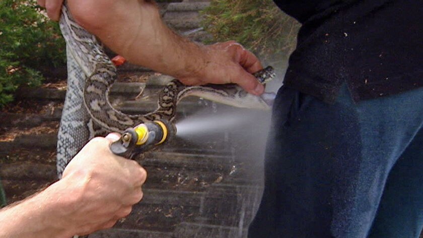A snake handler gets bitten by a carpet python in the Melbourne surburb of Endeavour Hills.