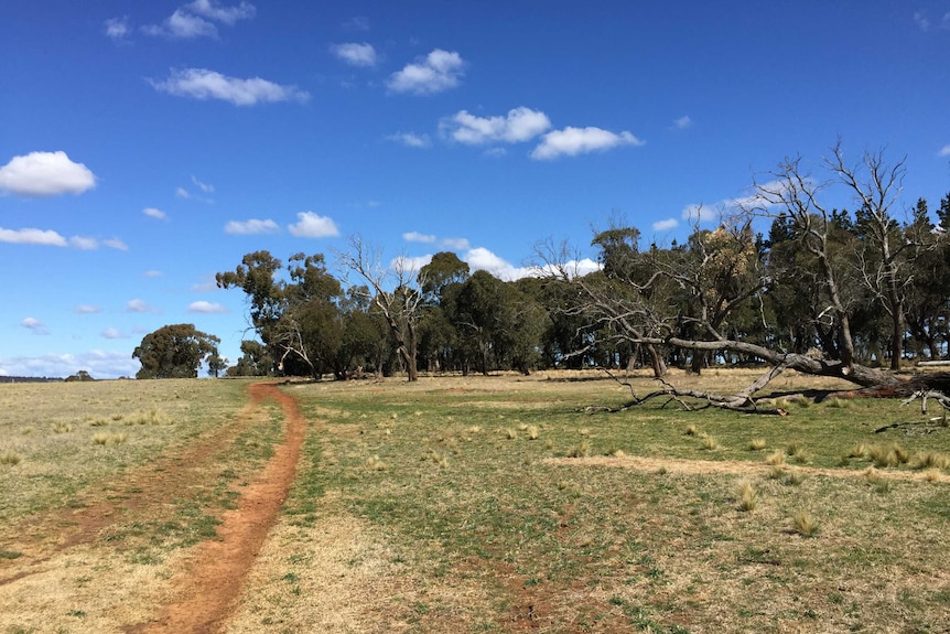 A piece of land with sparse grass coverage and a forest of trees on the right hand side.