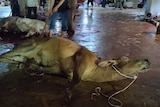 Men stand around cattle tied up on the ground