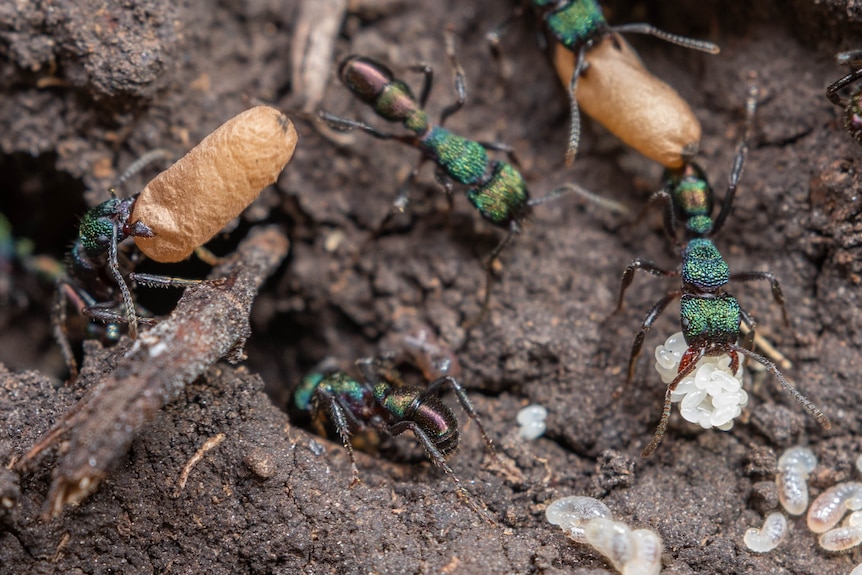 Green ants gather food to bring to the nest