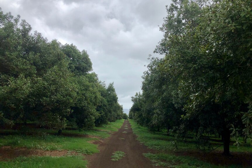 A road between the rows of macadamia trees.