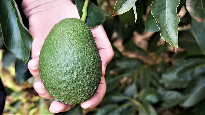 A close up view of a white man's hand holding a large avocado still on a tree  