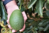 A close up view of a white man's hand holding a large avocado still on a tree  