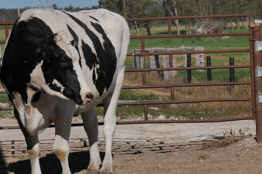 Knickers standing in cattle lot