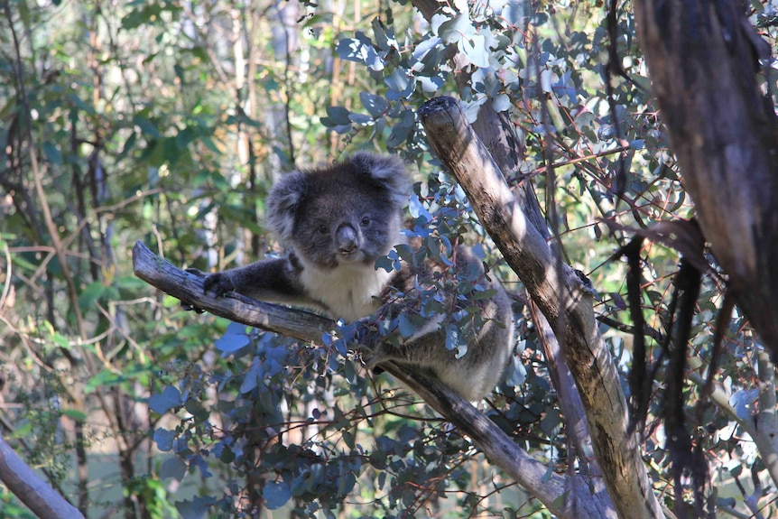 A koala at Tidbinbilla Nature Reserve in Canberra. Good generic.