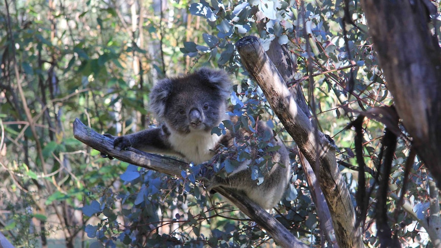 The new arrivals have arrived in Canberra from the Otway Ranges in Victoria.