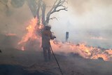 A firefighter with a hose tries to extinguish flames burning on the ground and in a tree.