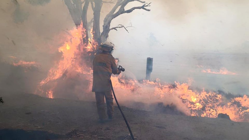 A firefighter with a hose tries to extinguish flames burningon the ground and in a tree.