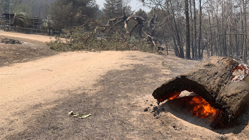 A log burning in blackened bush landscape.