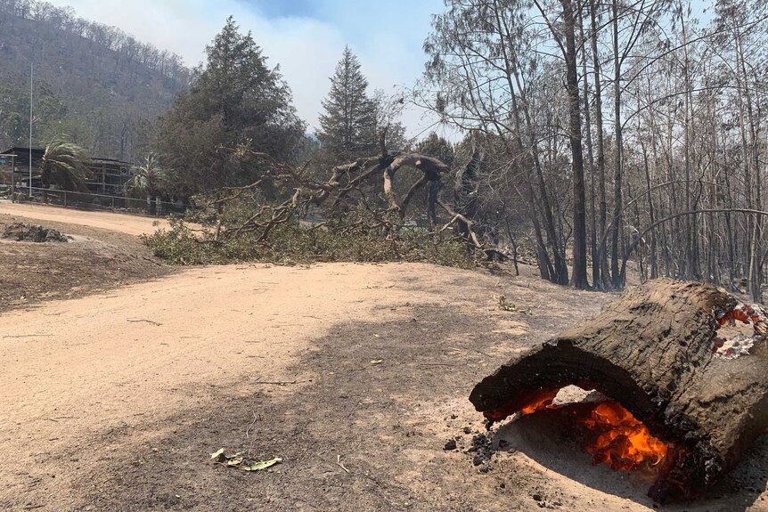 A log burning in blackened bush landscape.