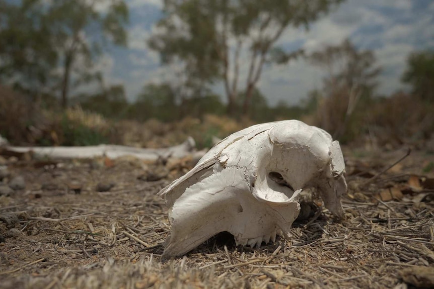 Skull on dry ground