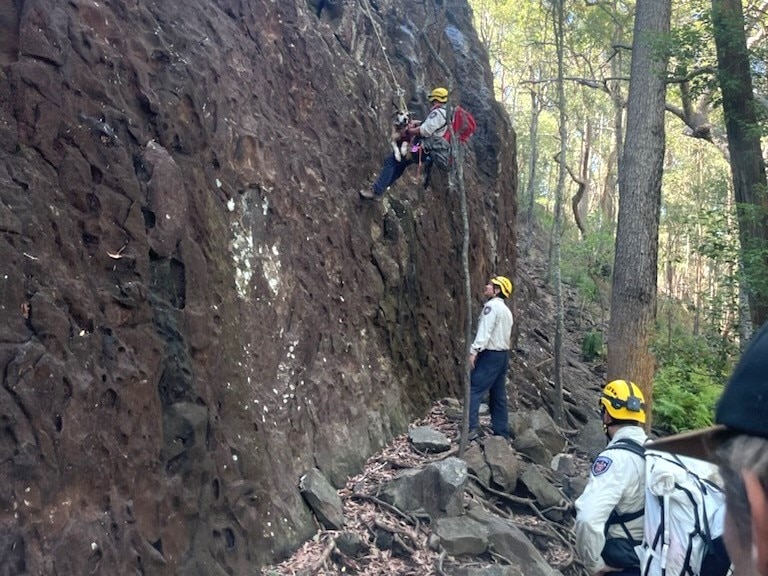 Emergency crews scale a cliff in a forest