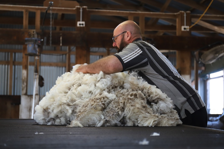 A wool classer examines a fleece.