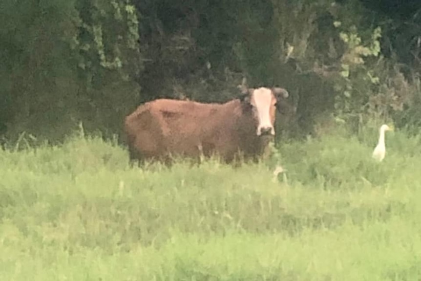 A brown cow with a white face standing in long grass next to a white cattle egret.
