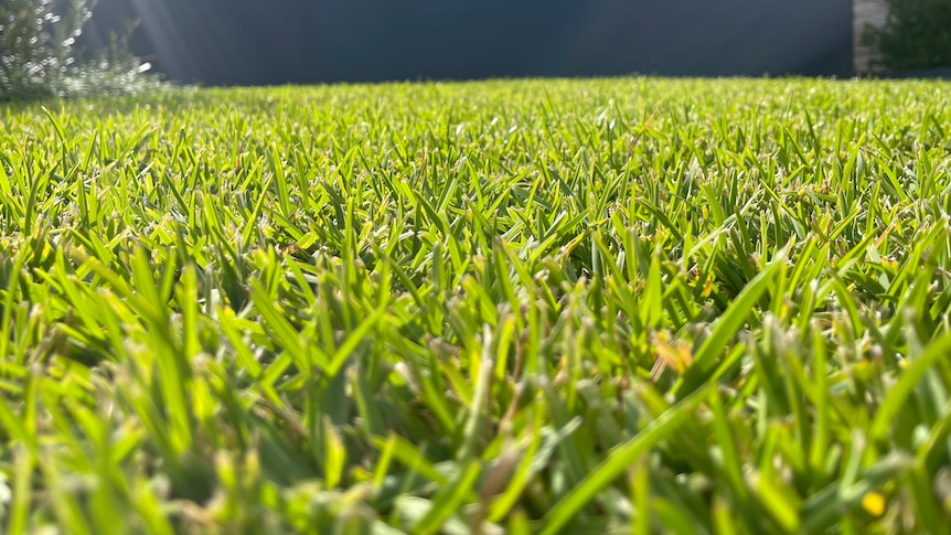 A low shot of a front lawn with the grass in focus and the house in the background out of focus